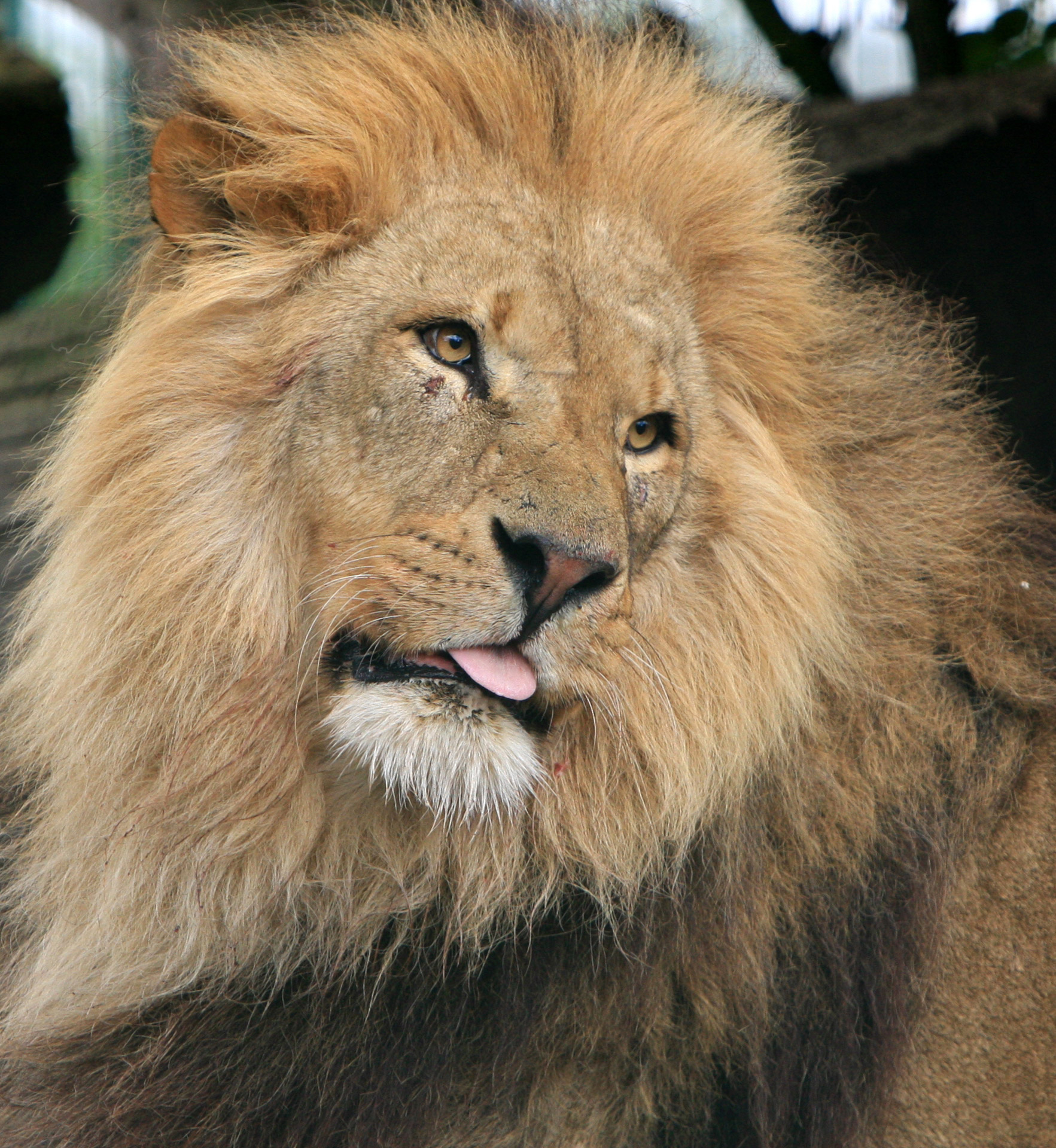 lion-free-stock-photo-public-domain-pictures