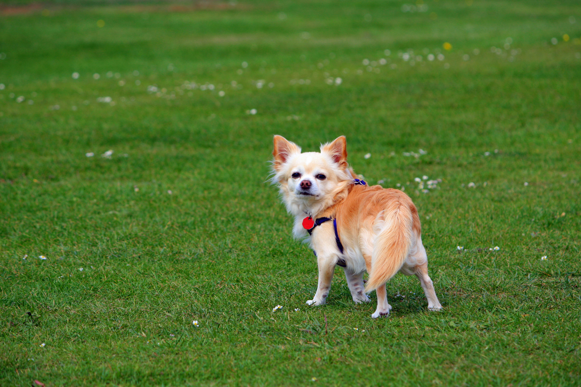 long-haired-chihuahua-dog-free-stock-photo-public-domain-pictures