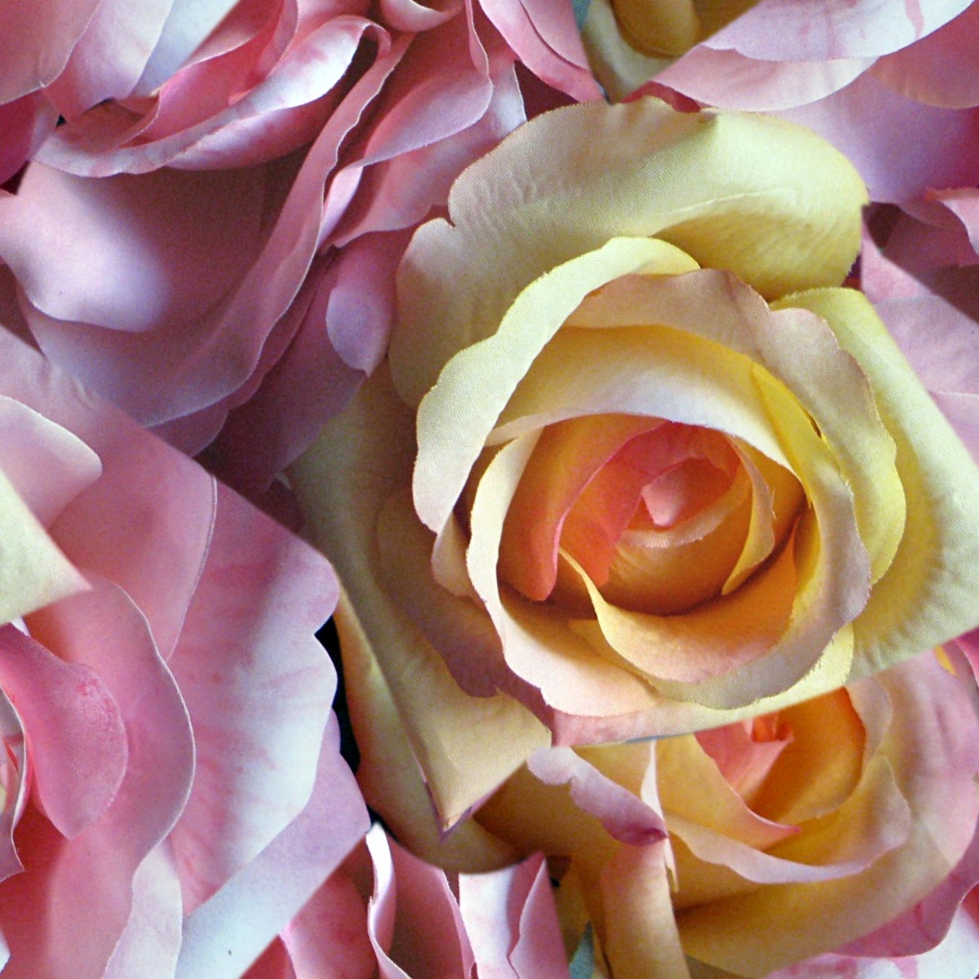 mixed-roses-free-stock-photo-public-domain-pictures