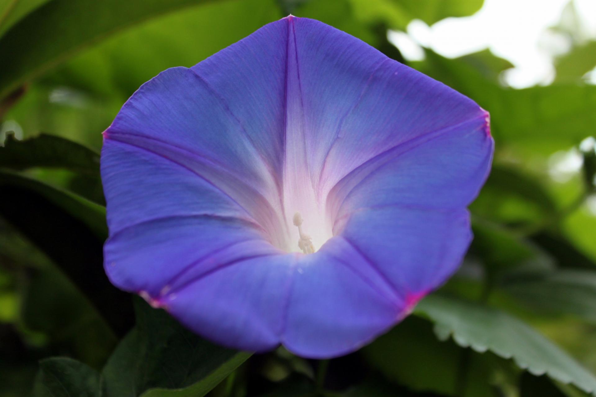 morning-glory-petal-free-stock-photo-public-domain-pictures
