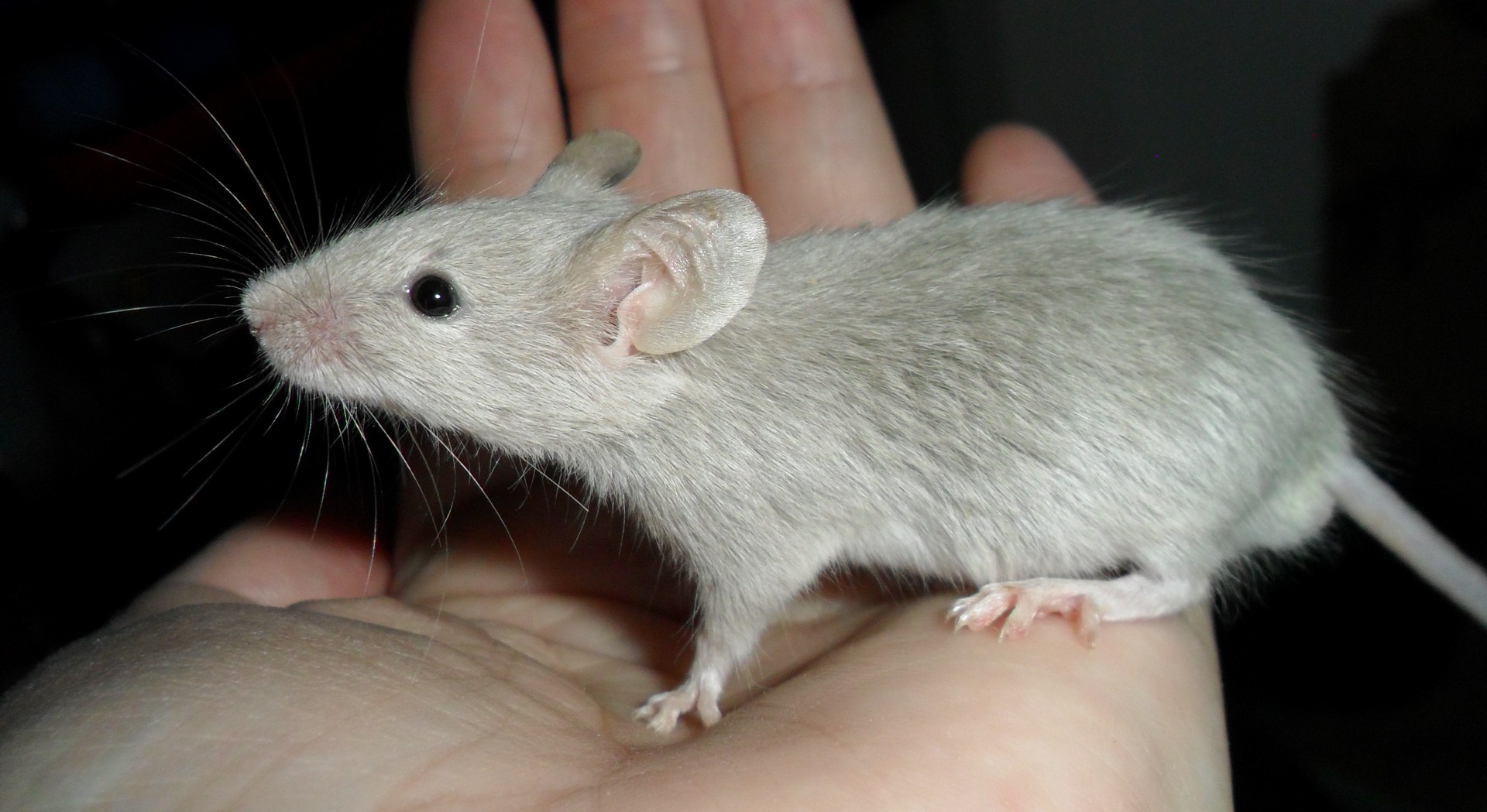 Mouse Free Stock Photo - Public Domain Pictures