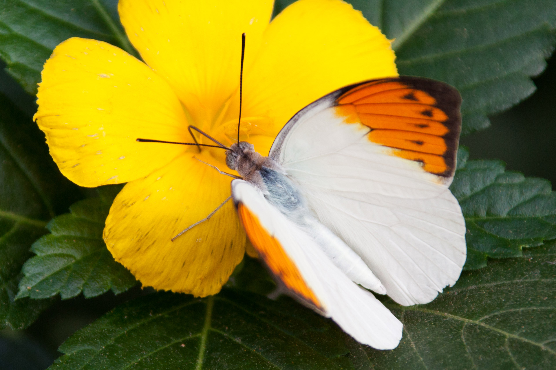 Orange Tip motýl