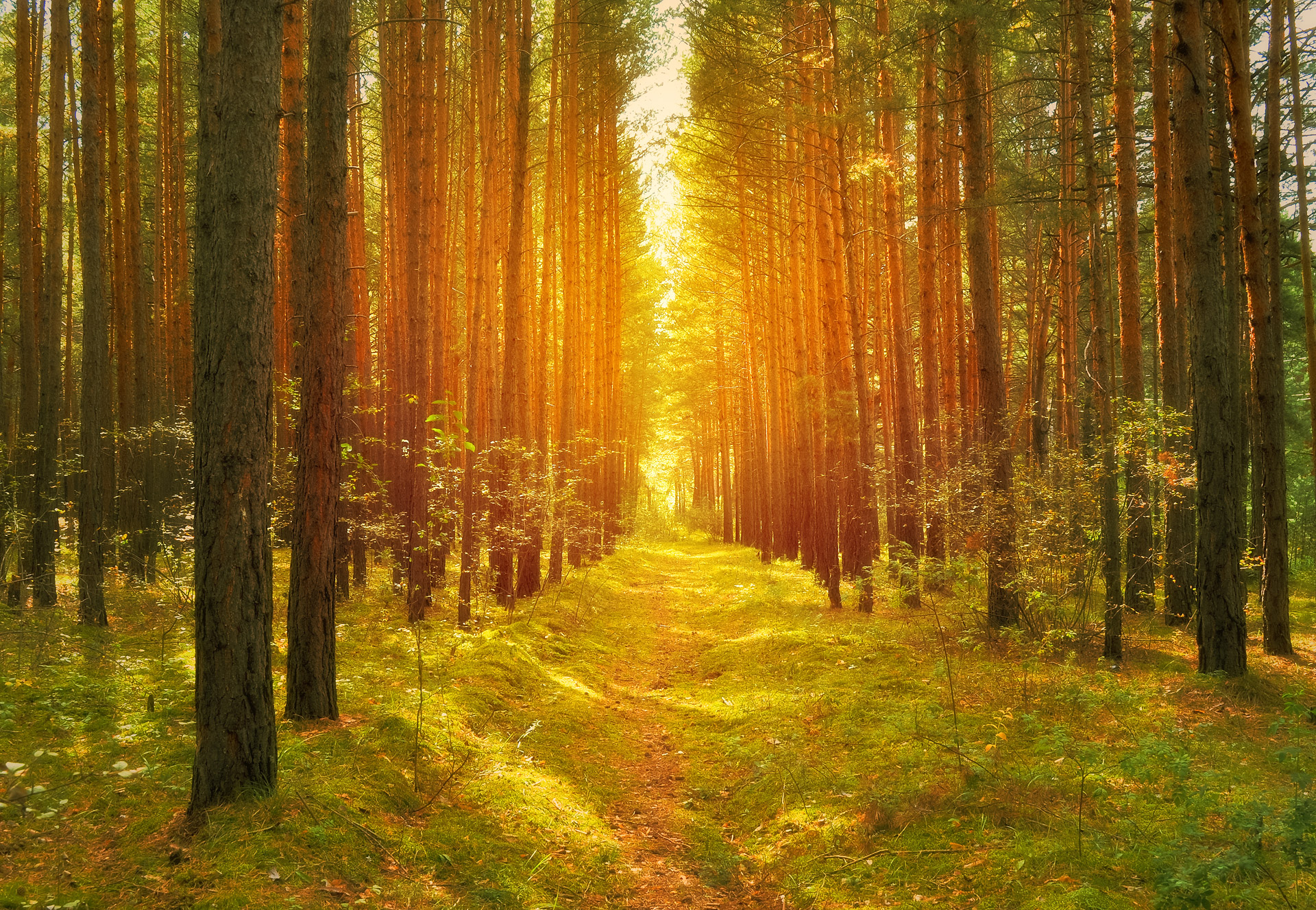 Path i skogen