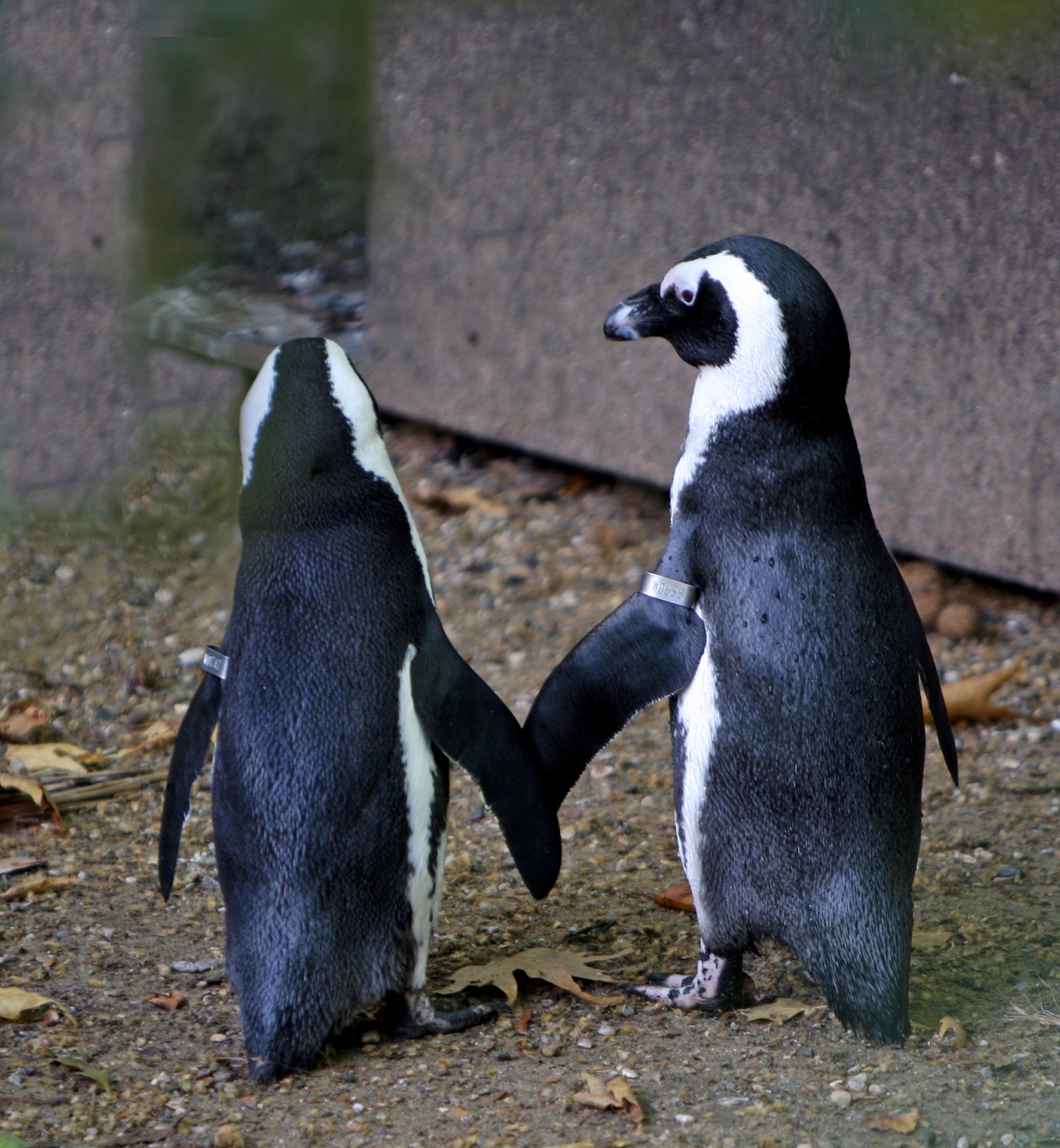 Albums 105+ Images pictures of penguins in love Excellent