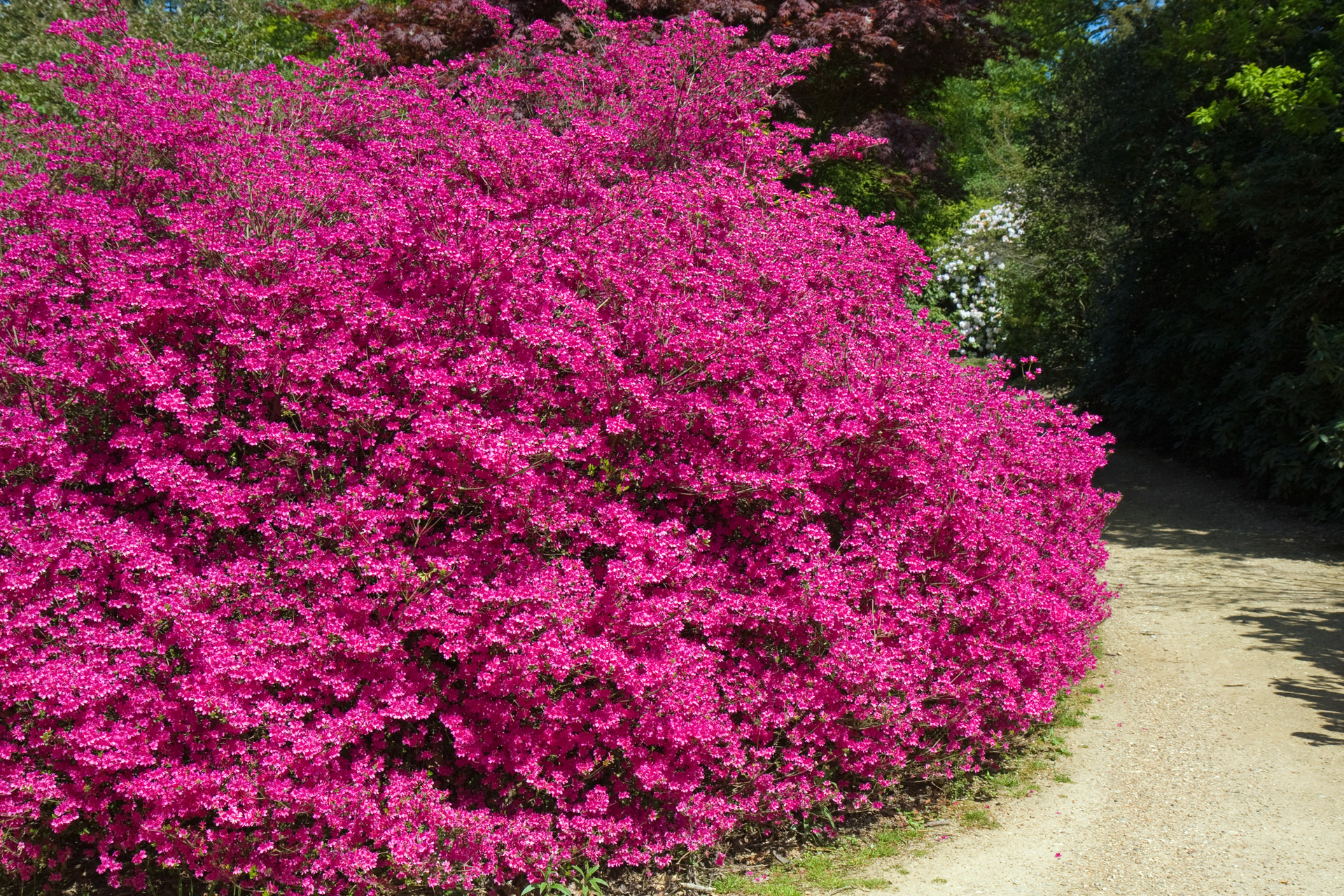 Pink Flowering Bush Free Stock Photo Public Domain Pictures
