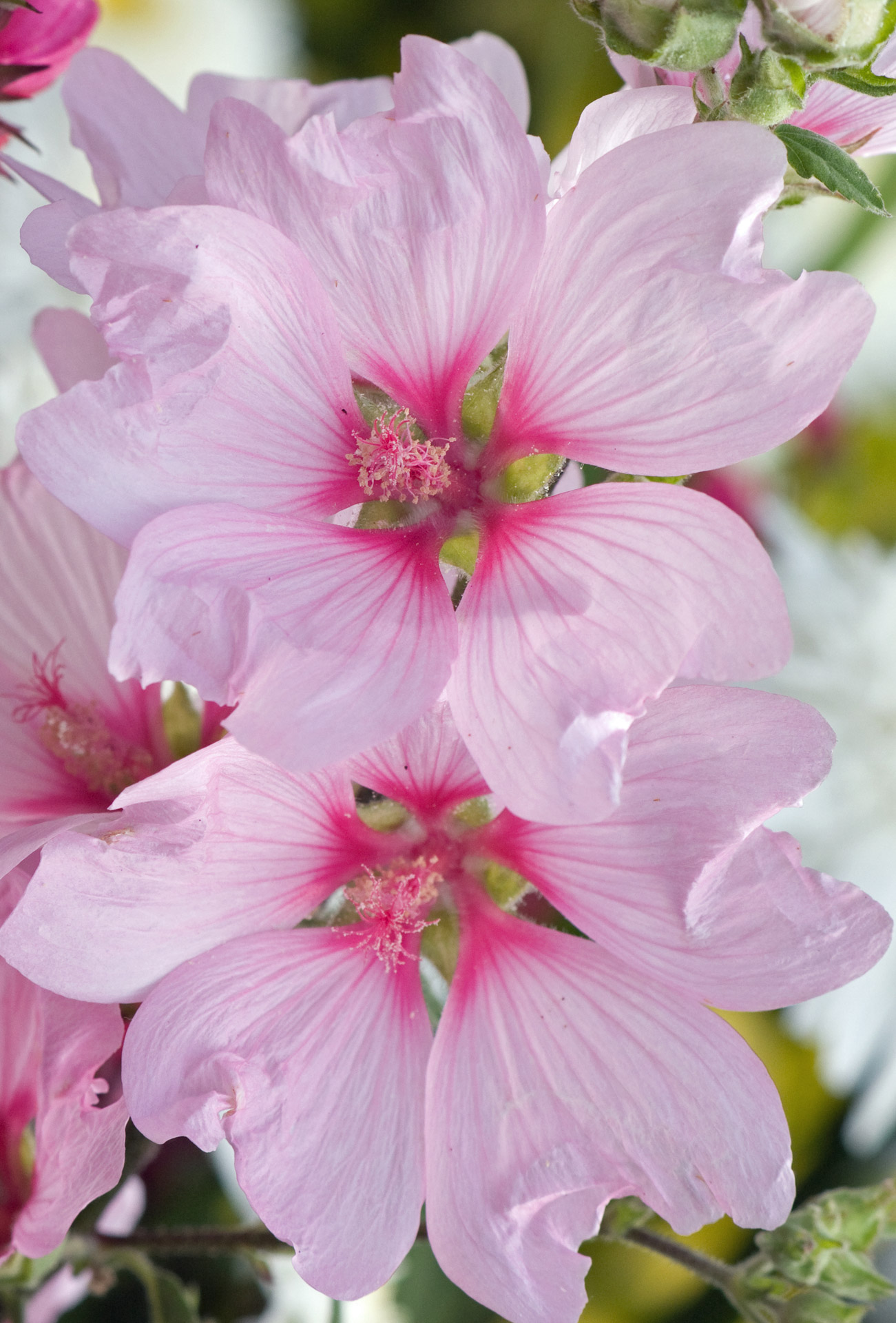 pink-flowers-free-stock-photo-public-domain-pictures