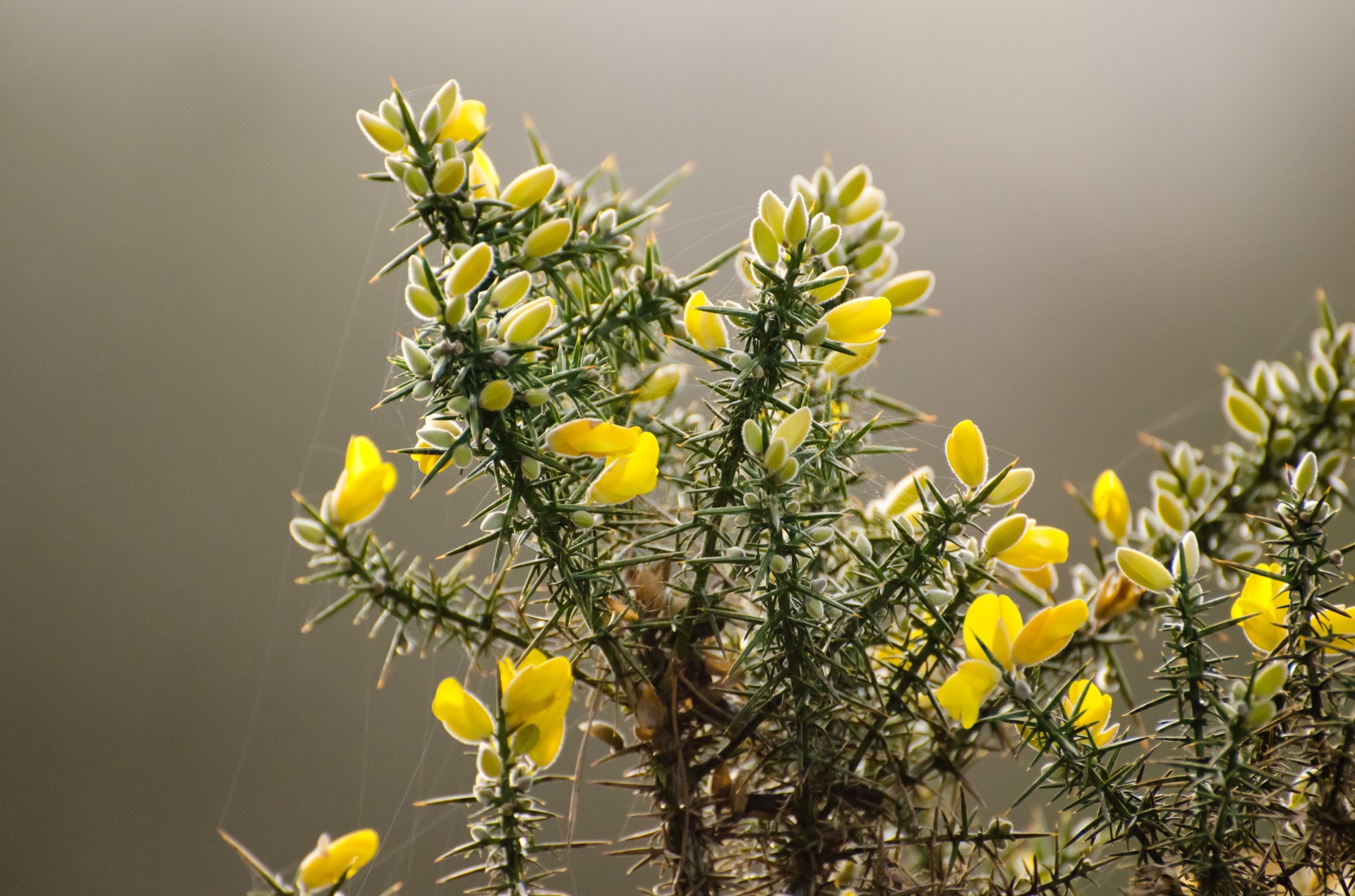 Växt och gula blommor