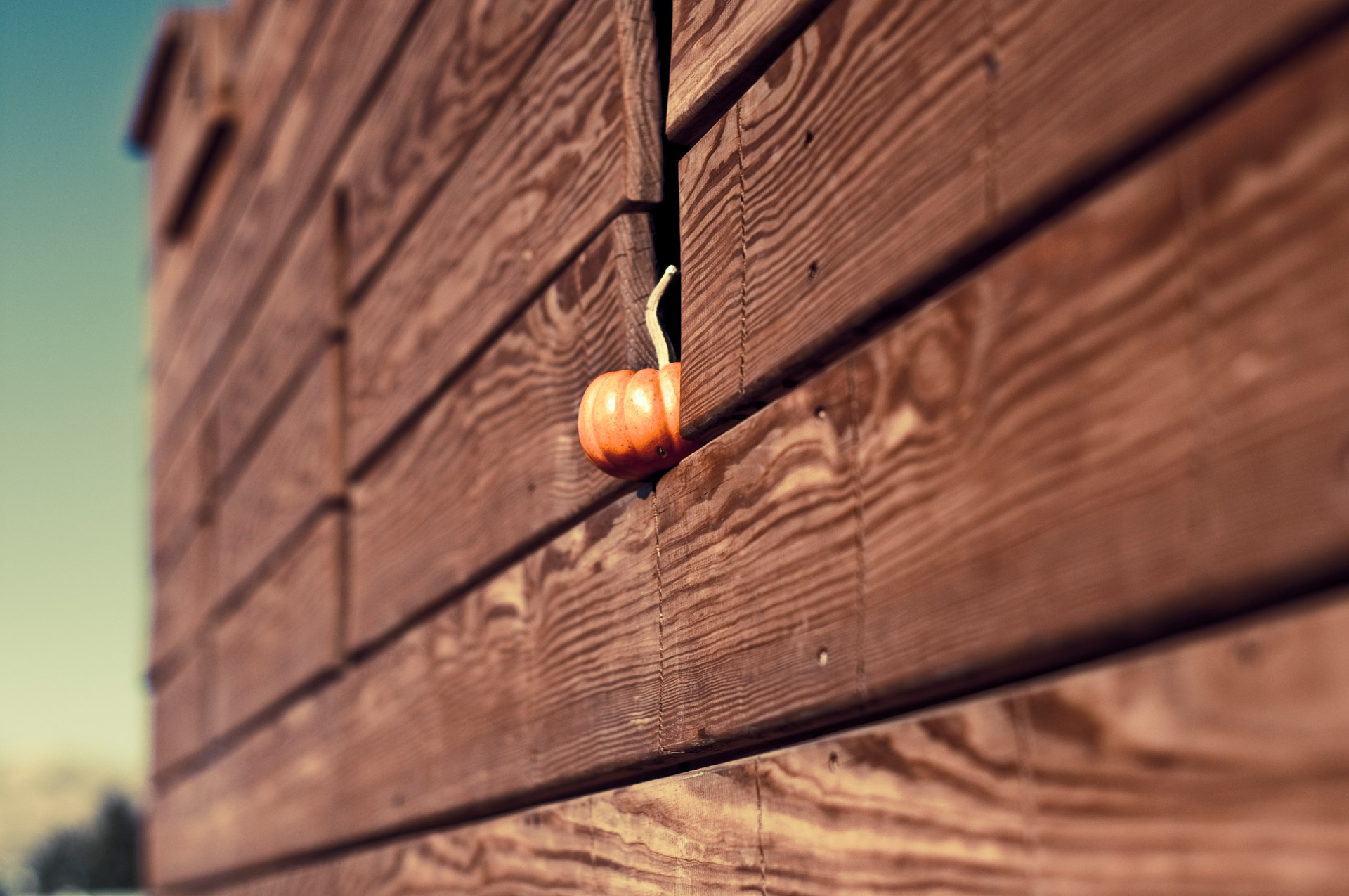 Pumpkin In A Wall Free Stock Photo - Public Domain Pictures
