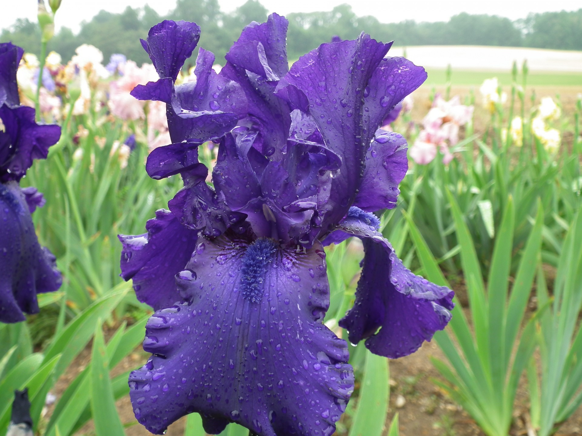 Paarse iris