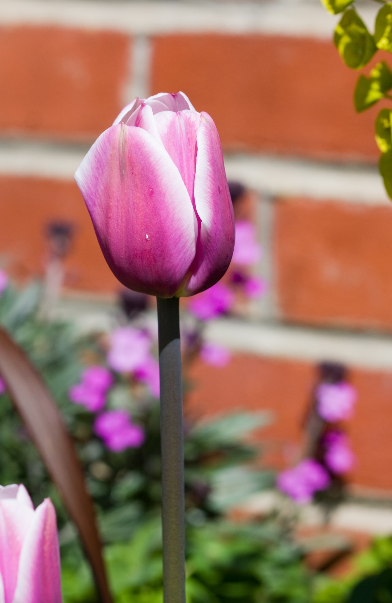 Purple Tulip Flower Free Stock Photo - Public Domain Pictures