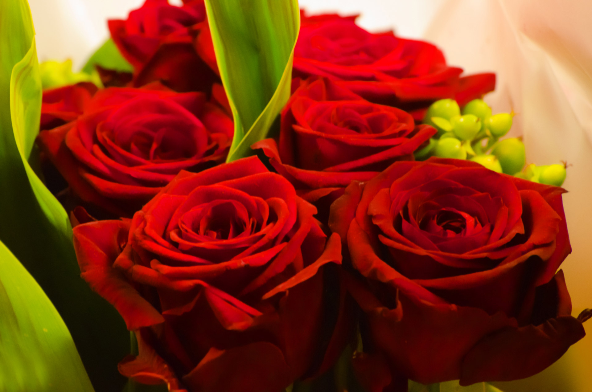 red-rose-valentine-s-day-free-stock-photo-public-domain-pictures