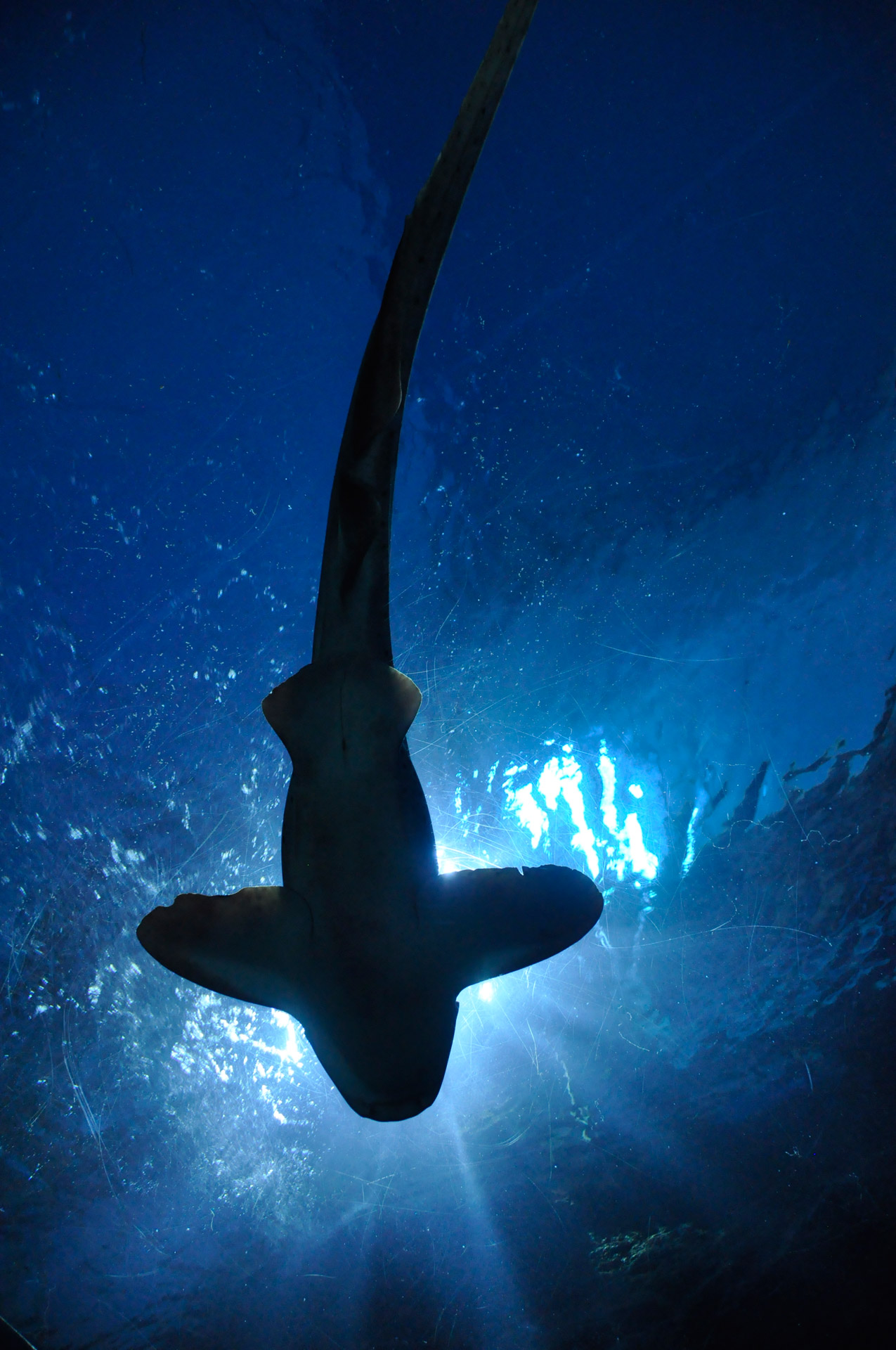 shark-free-stock-photo-public-domain-pictures