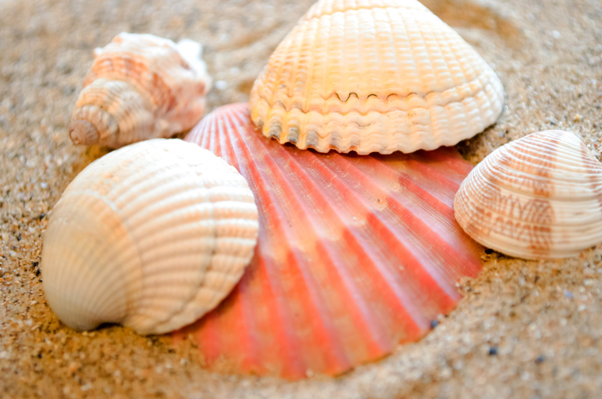 shell-free-stock-photo-public-domain-pictures