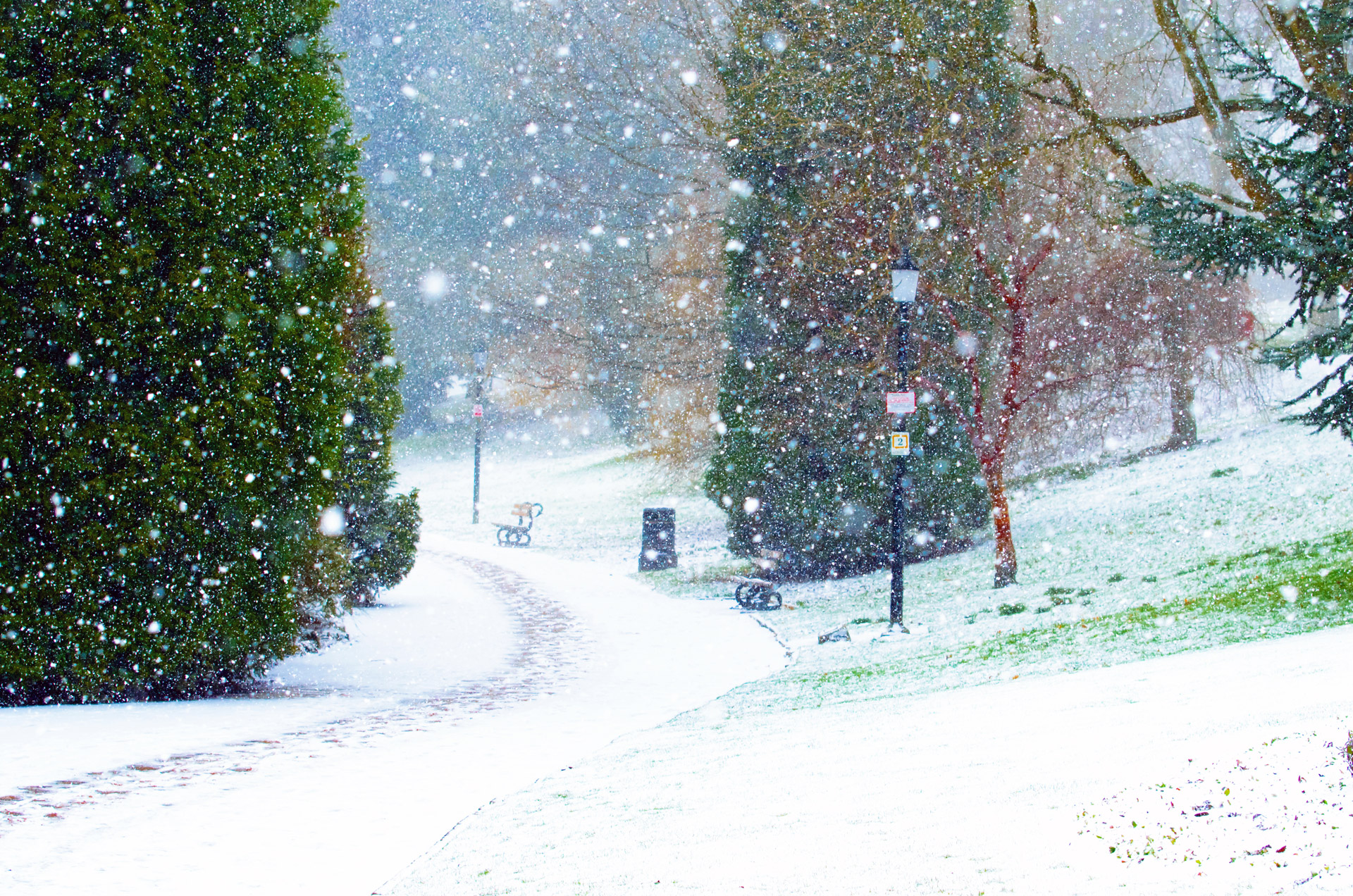 Snowing In The Park Free Stock Photo - Public Domain Pictures