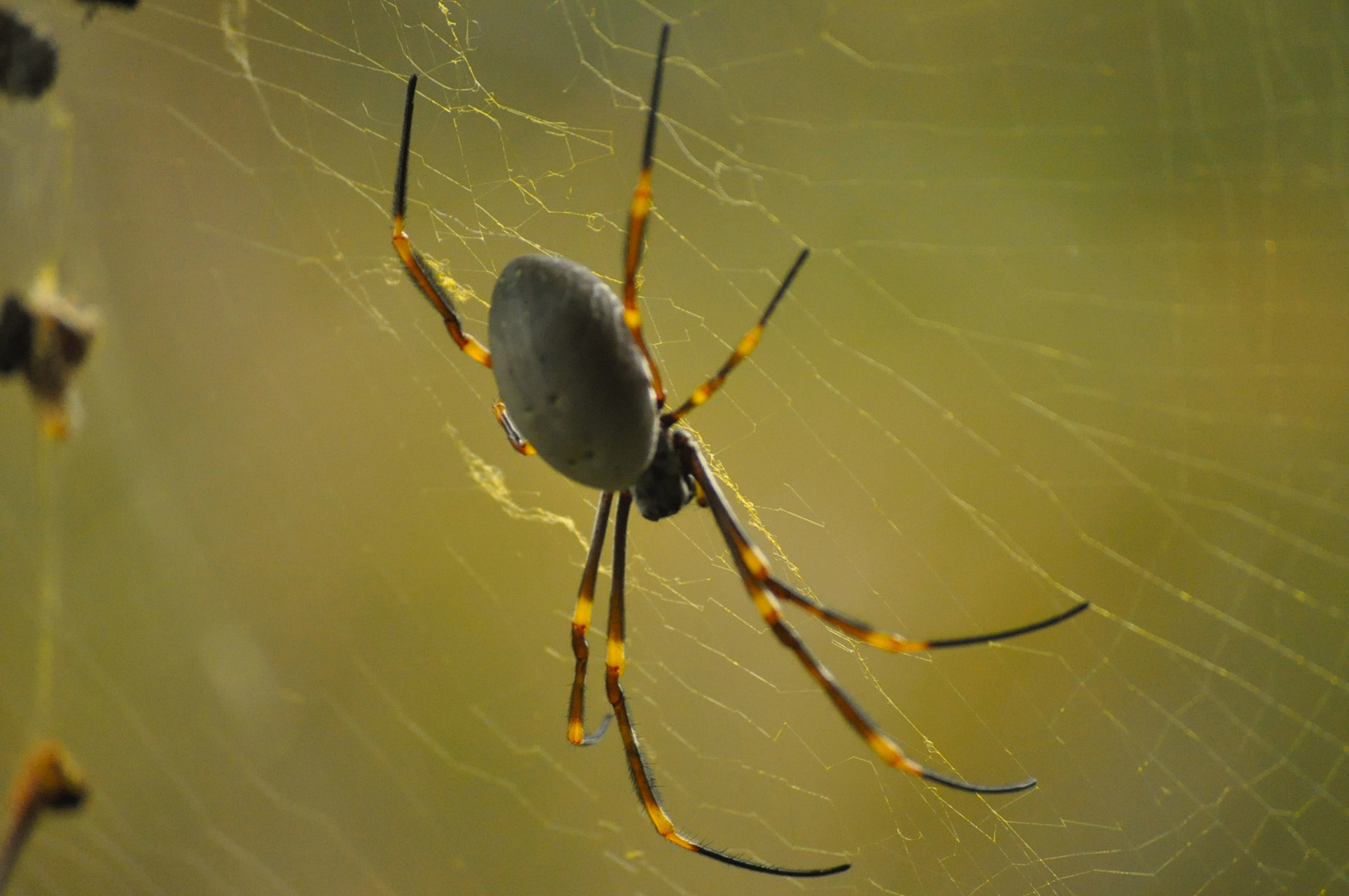 spider-free-stock-photo-public-domain-pictures