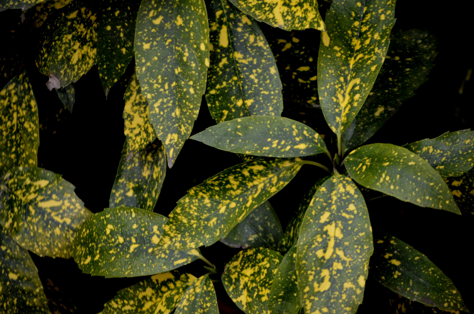 Spotted Croton Plant Free Stock Photo - Public Domain Pictures