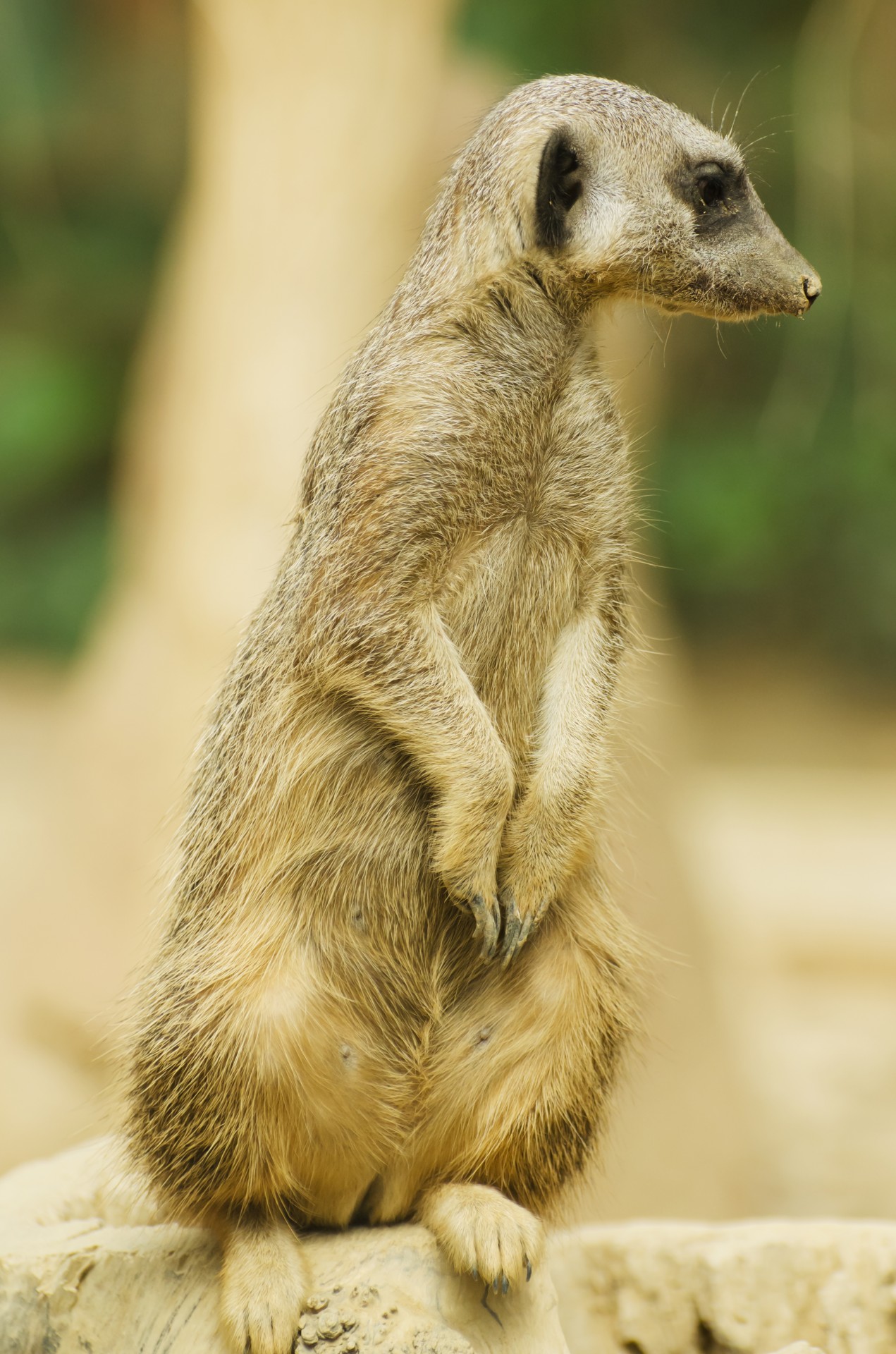 suricate-or-meerkat-sitting-free-stock-photo-public-domain-pictures