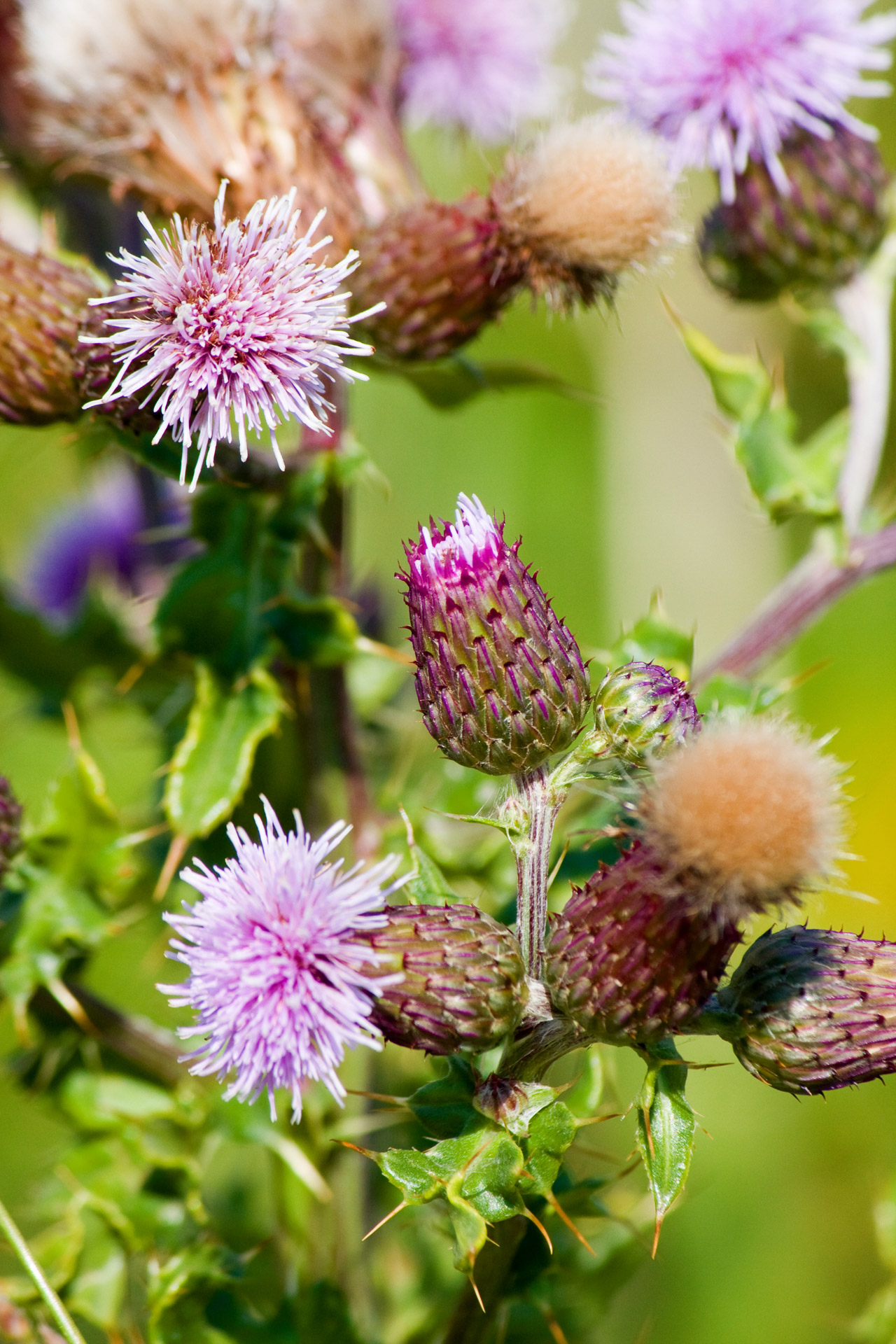 Thistle Flowers Free Stock Photo - Public Domain Pictures