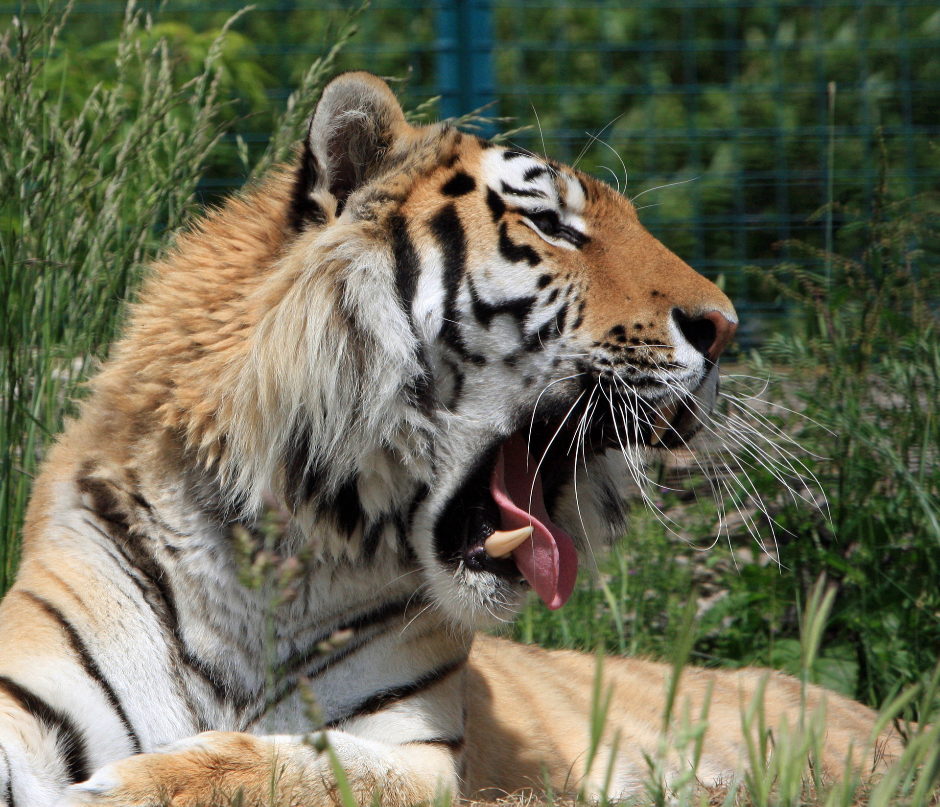 Tiger Yawning Free Stock Photo - Public Domain Pictures