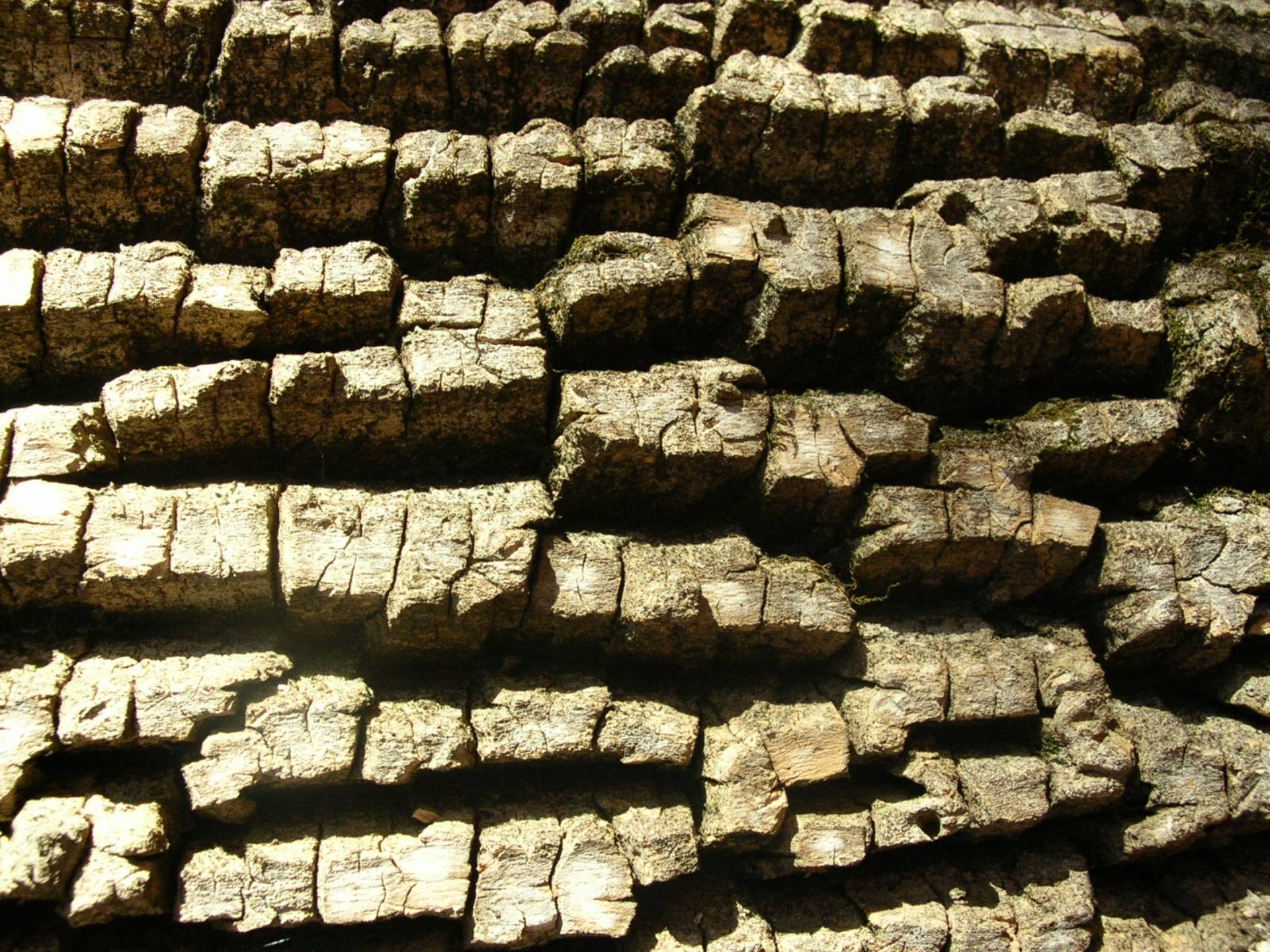 Bark Natural drzewo Wzorzec