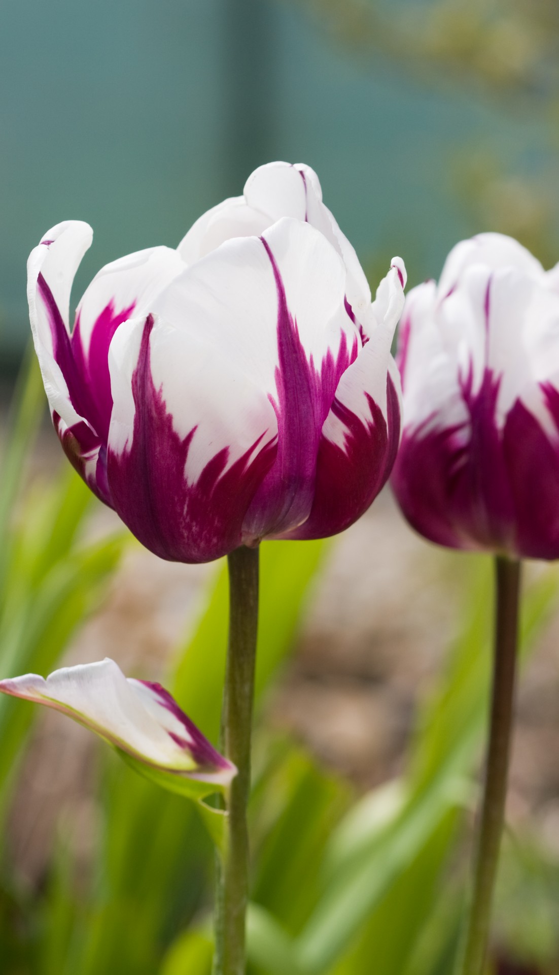 Tulip Flowers Close-up Free Stock Photo - Public Domain Pictures