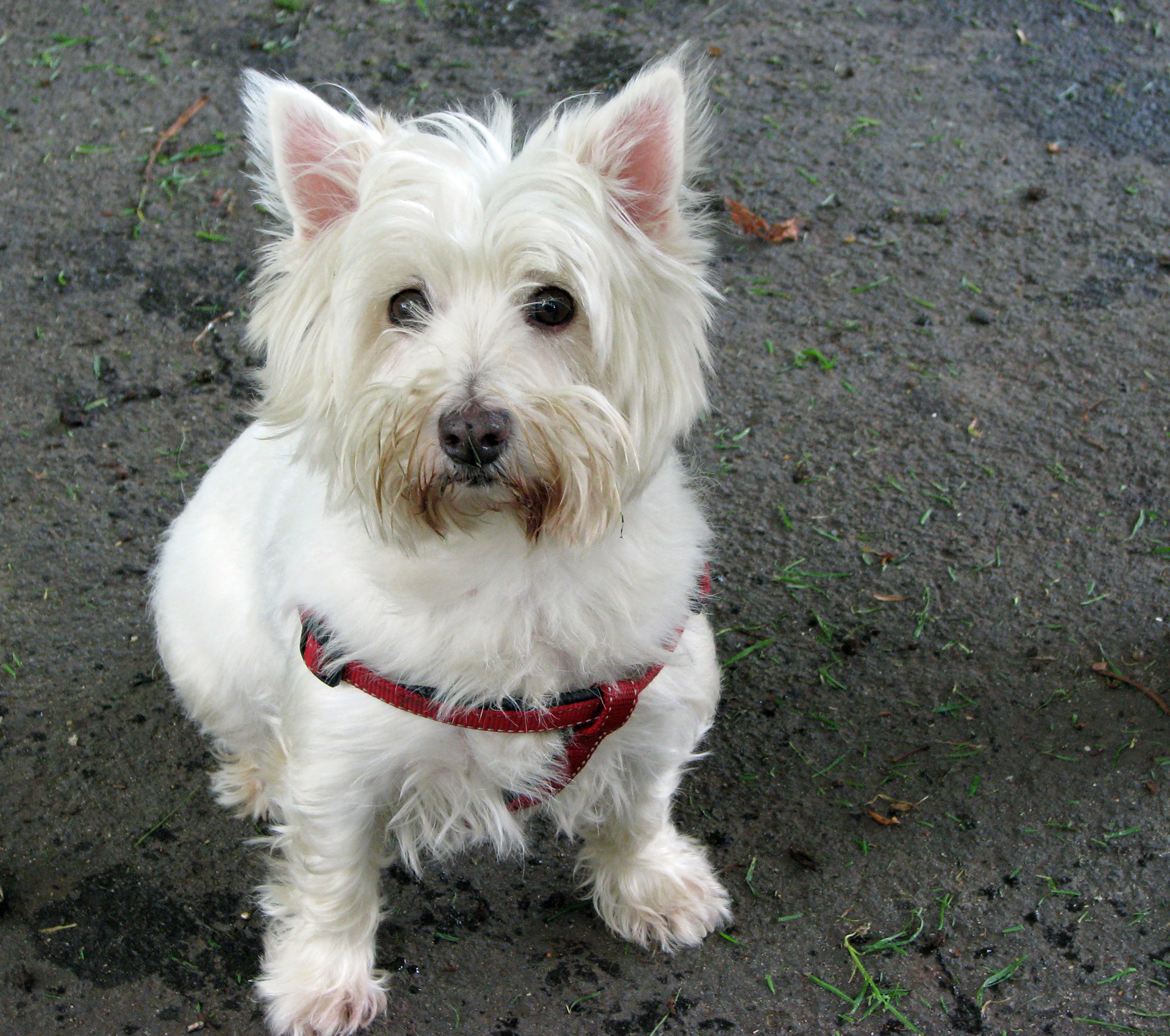 west-highland-white-terrier-dog-free-stock-photo-public-domain-pictures