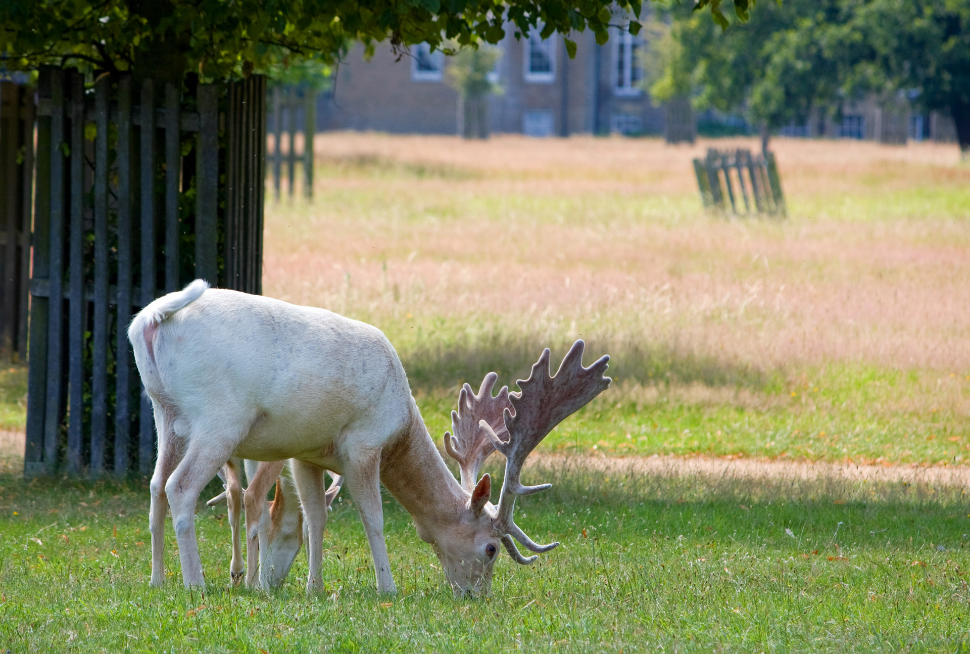 White Deer Stag