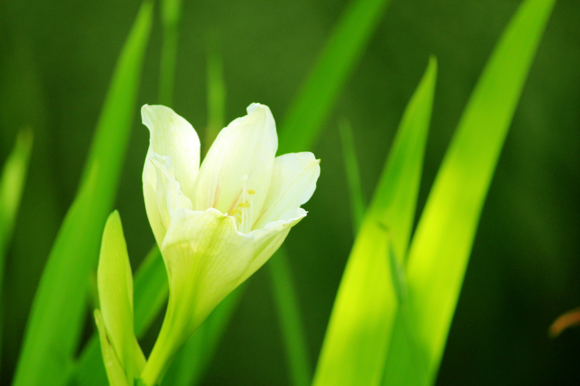 White Flower Background 2 Free Stock Photo - Public Domain Pictures