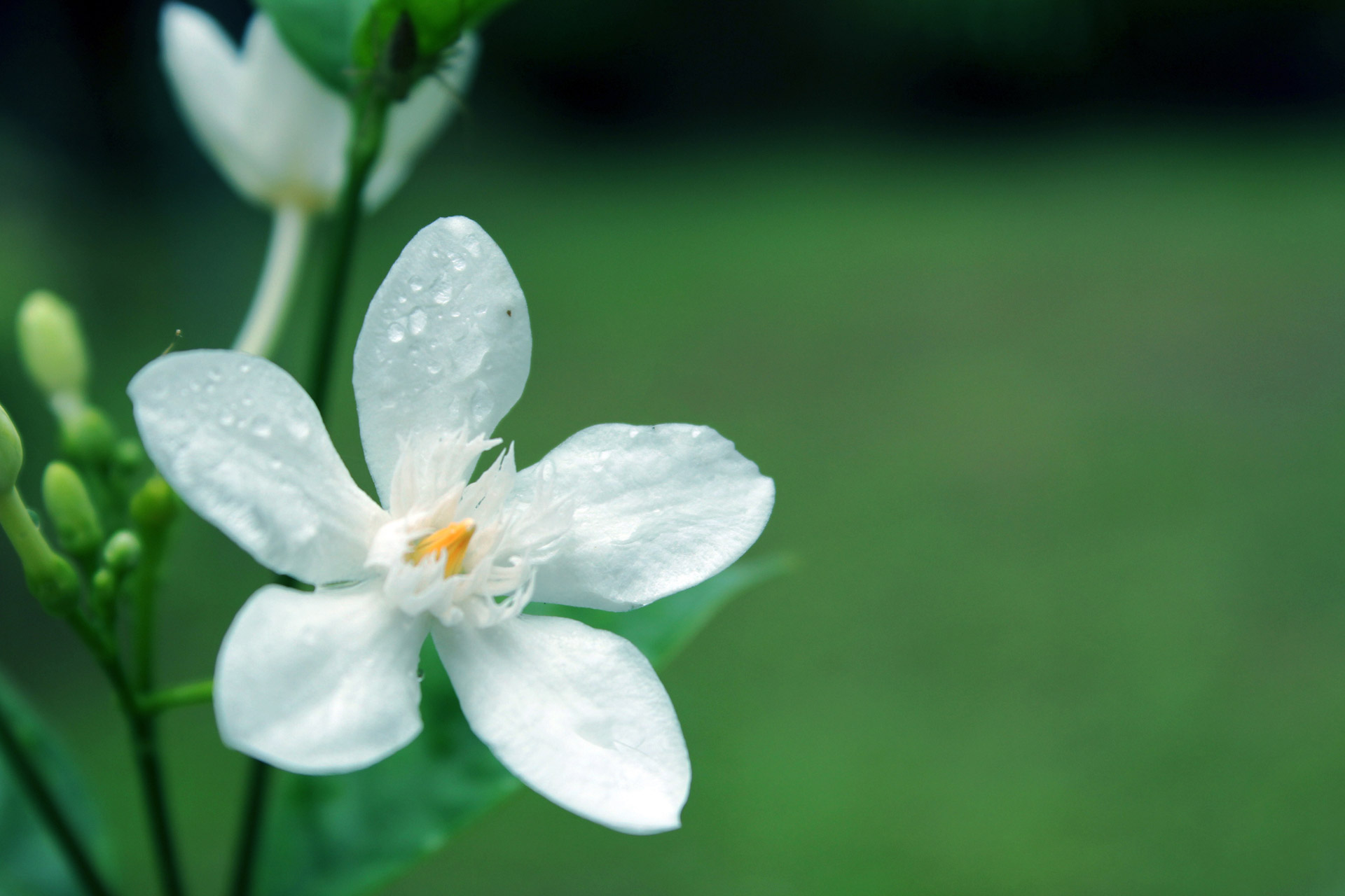 Weisse Blume Mit Wassertropfen Kostenloses Stock Bild Public Domain Pictures