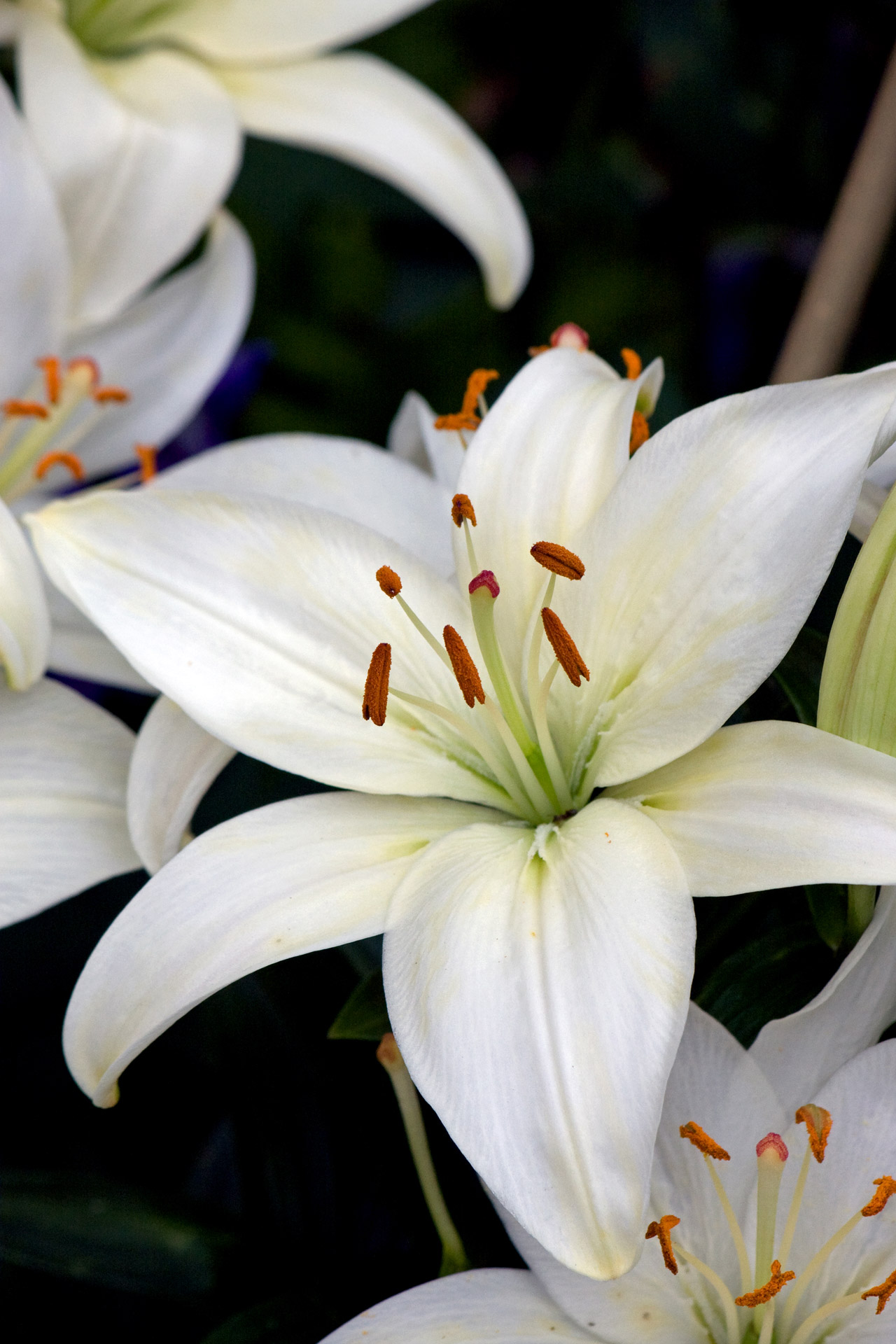 white-lily-flowers-free-stock-photo-public-domain-pictures