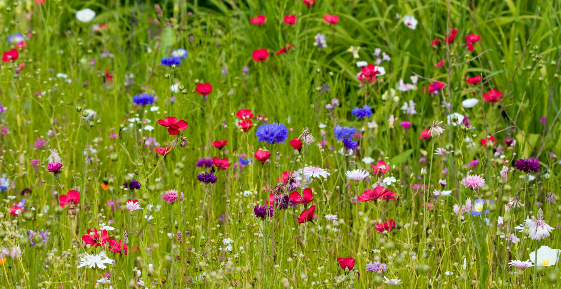Wild Flowers Free Stock Photo - Public Domain Pictures