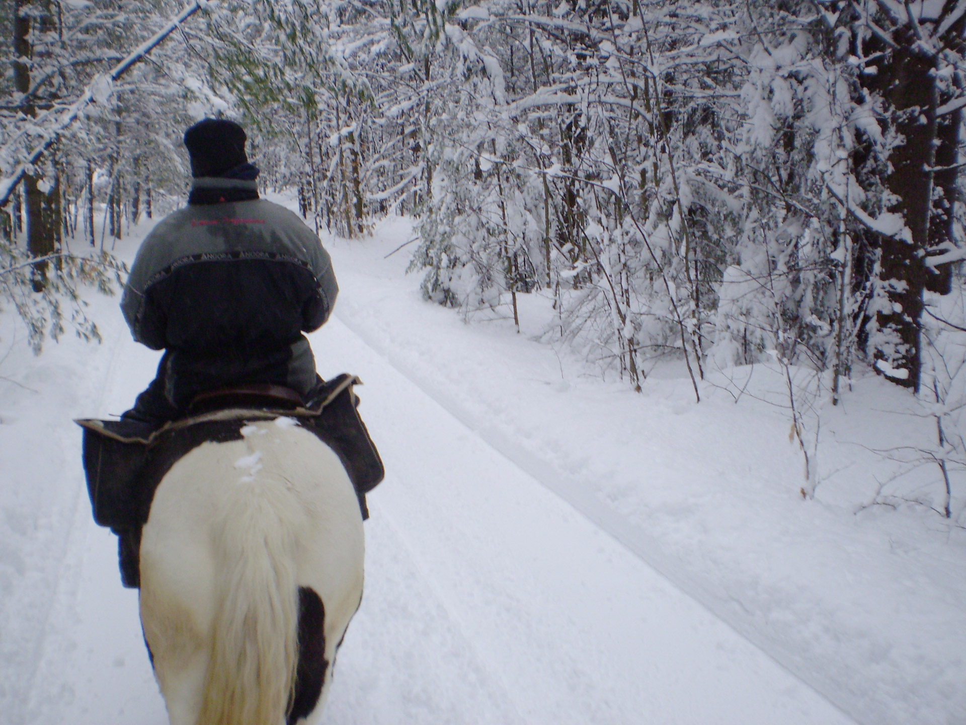 Winter Horseback Riding Free Stock Photo - Public Domain Pictures