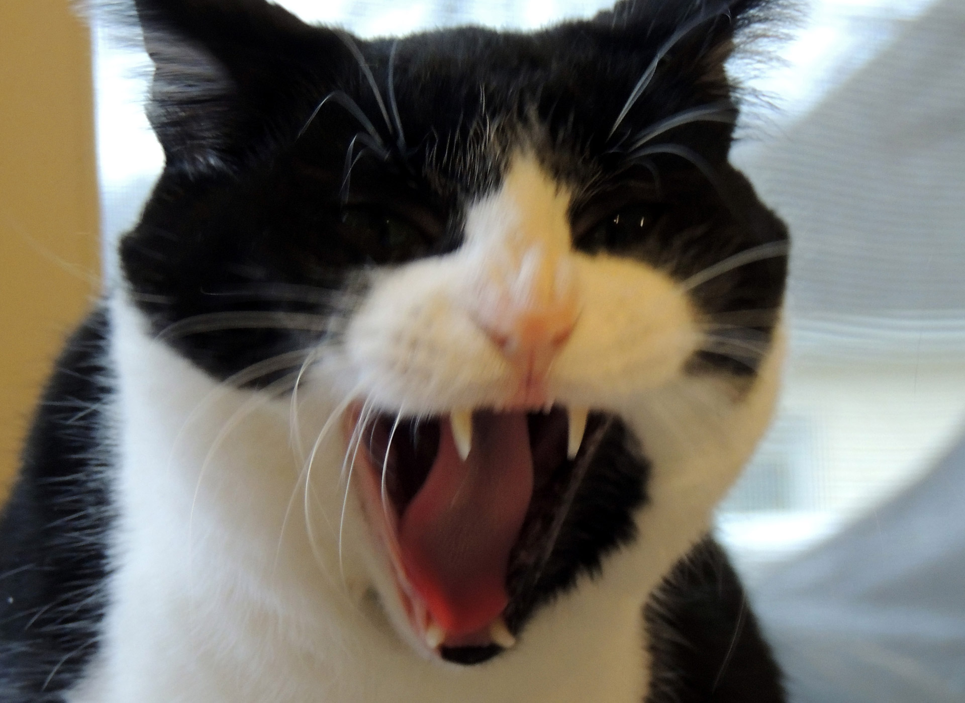 Yawning Tuxedo Cat Free Stock Photo - Public Domain Pictures