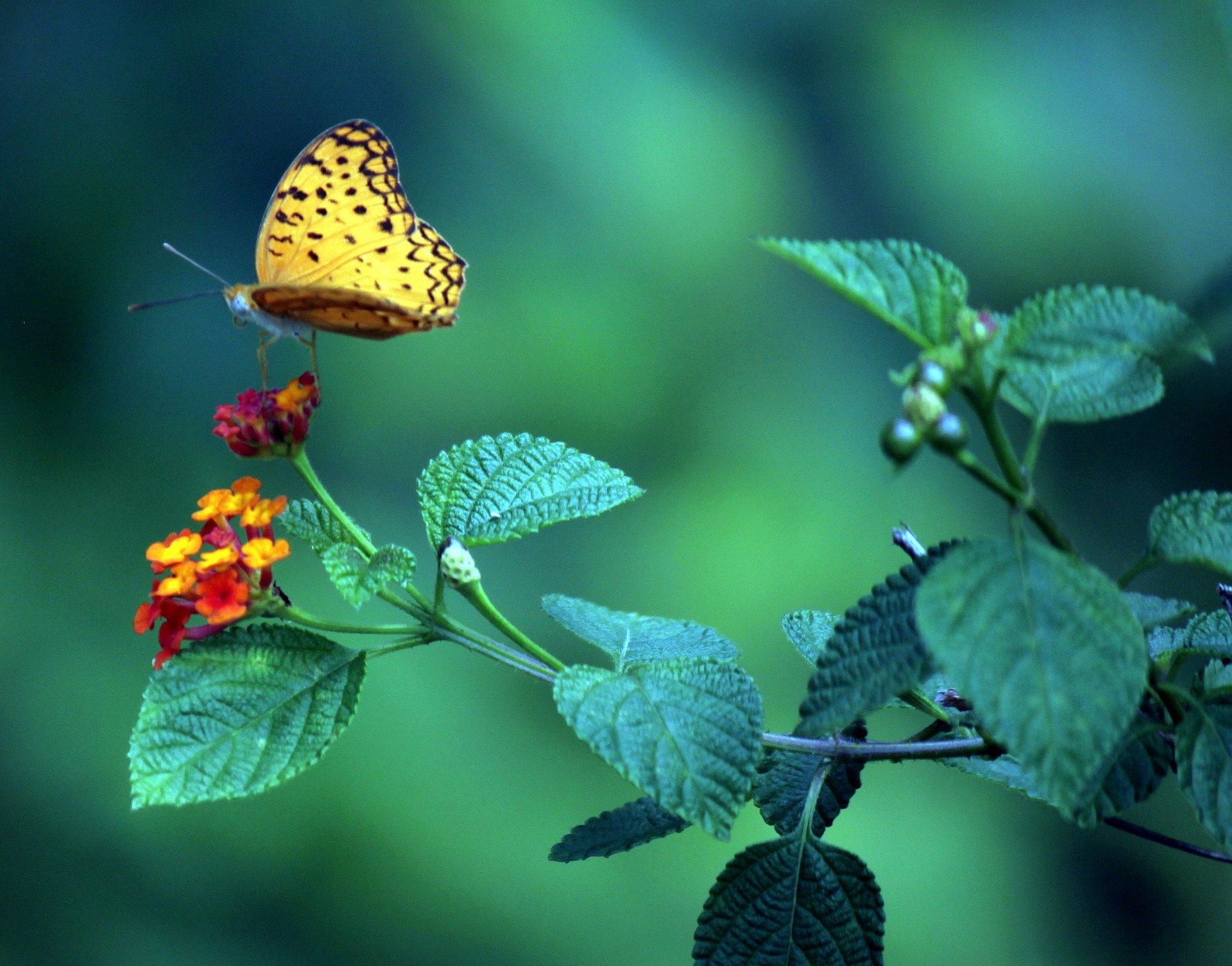 Yellow Butterfly On The Flower