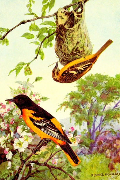 Baltimore Oriole Antique Bird Illustrations Stock Illustration - Download  Image Now - Bird, Engraved Image, Engraving - iStock 