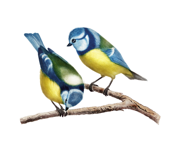 Голубая синица птицы винтажное искусство Бесплатная фотография - Public Domain Pictures