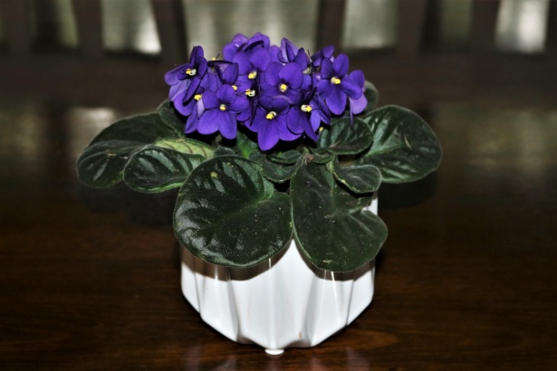 Flores azules violetas africanas Stock de Foto gratis - Public Domain  Pictures