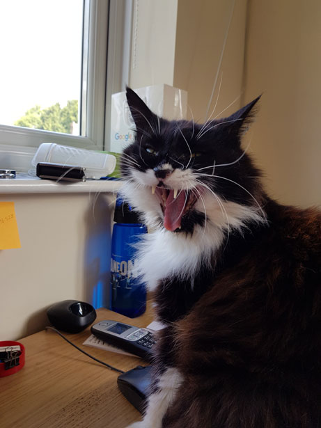Кошка зевает Бесплатная фотография - Public Domain Pictures