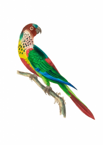 Parrot Bird Vintage Art Free Stock Photo - Public Domain Pictures