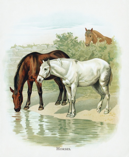 Horse Animal Vintage Art Free Stock Photo - Public Domain Pictures