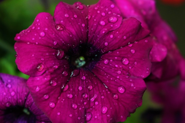Petunia morada y gotas de lluvia Stock de Foto gratis - Public Domain  Pictures