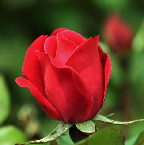 赤いバラのつぼみのクローズアップ 無料画像 Public Domain Pictures