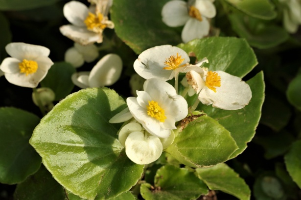 Primer plano de flores de begonia blanca Stock de Foto gratis - Public  Domain Pictures