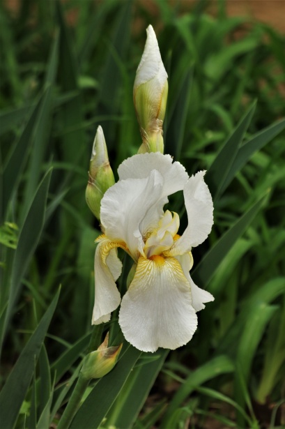 Flores y capullos de iris blanco Stock de Foto gratis - Public Domain  Pictures
