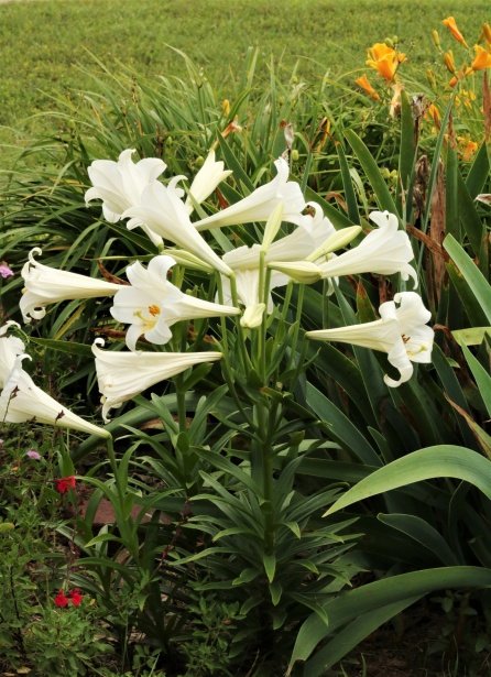 Белые лилии в цветочном саду Бесплатная фотография - Public Domain Pictures