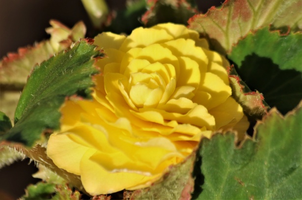 Primer plano de flor de Begonia amarilla Stock de Foto gratis - Public  Domain Pictures