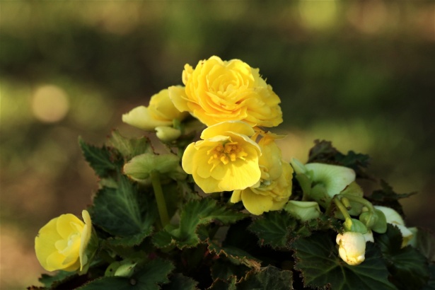 Flores amarillas de begonia y bokeh Stock de Foto gratis - Public Domain  Pictures