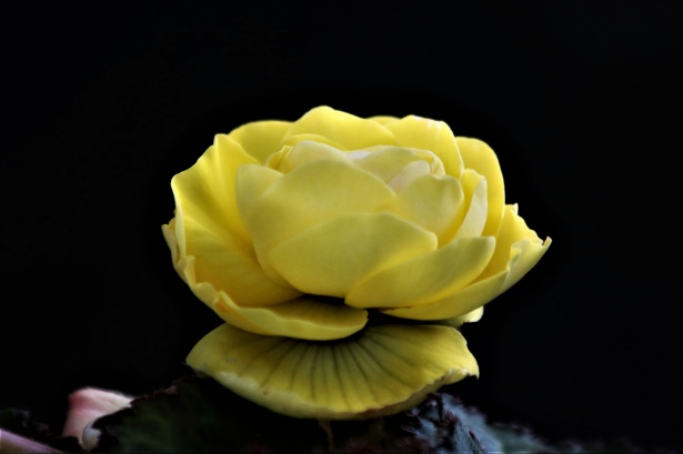 Begonia amarilla sobre negro Stock de Foto gratis - Public Domain Pictures