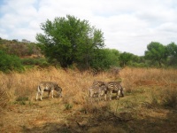 A group with adult zebra with foal