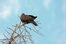 African olive pigeon with flecks